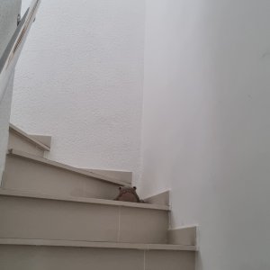 Escallier